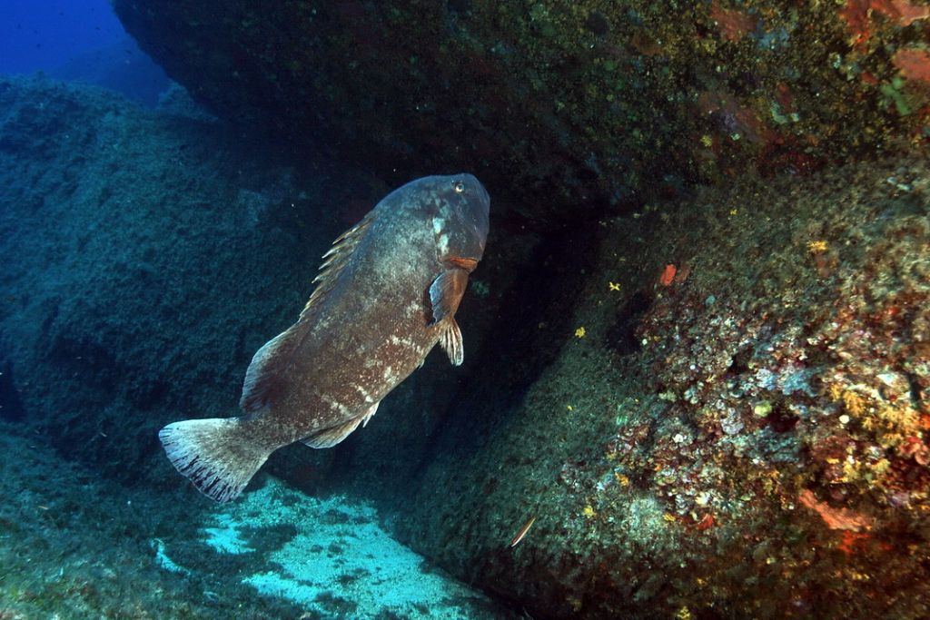 Maschi territoriali Epinephelus marginatus